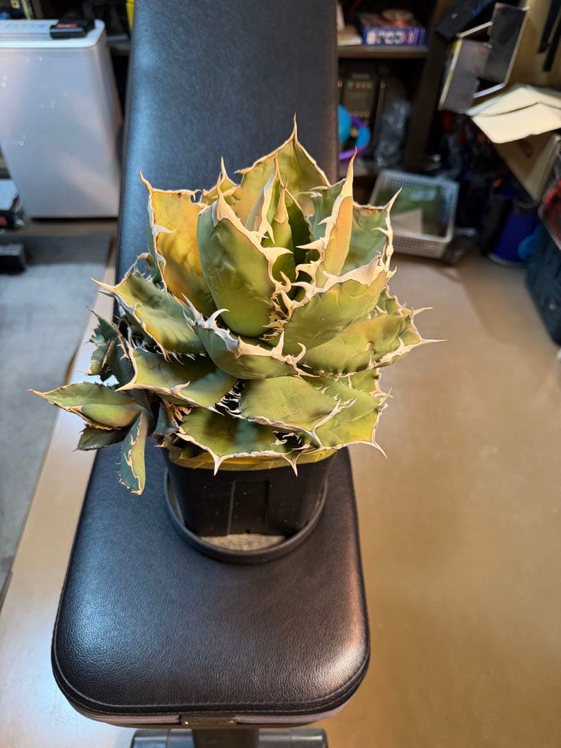 アガベ　チタノタ　烈焔　標本株　子株付き