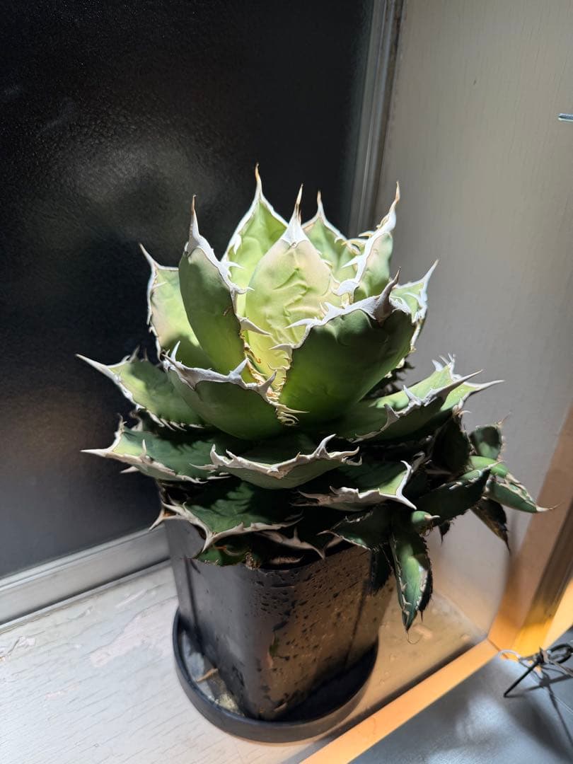 アガベ　チタノタ　烈焔　標本株　子株付き