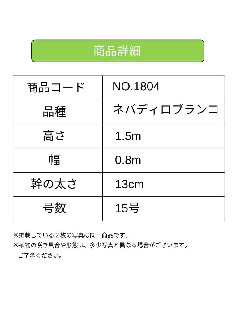 オリーブの木　ネバディロブランコ　15号　約150cm　NO.1804 古木