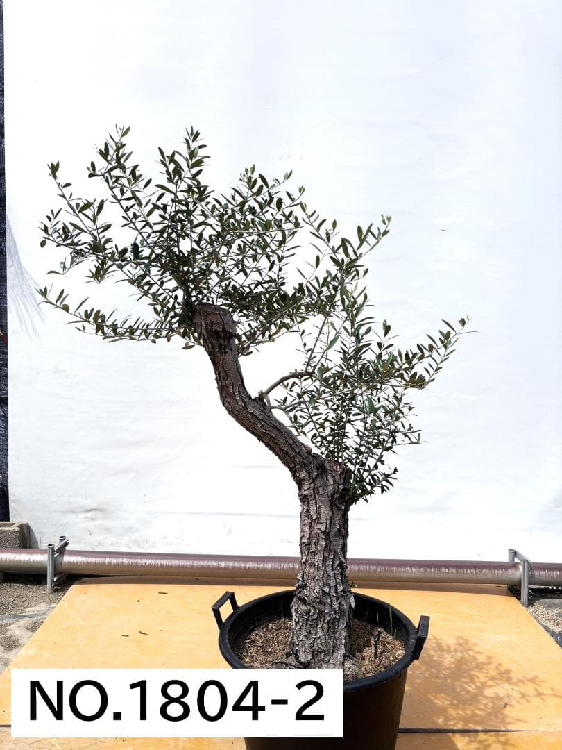 オリーブの木　ネバディロブランコ　15号　約150cm　NO.1804 古木