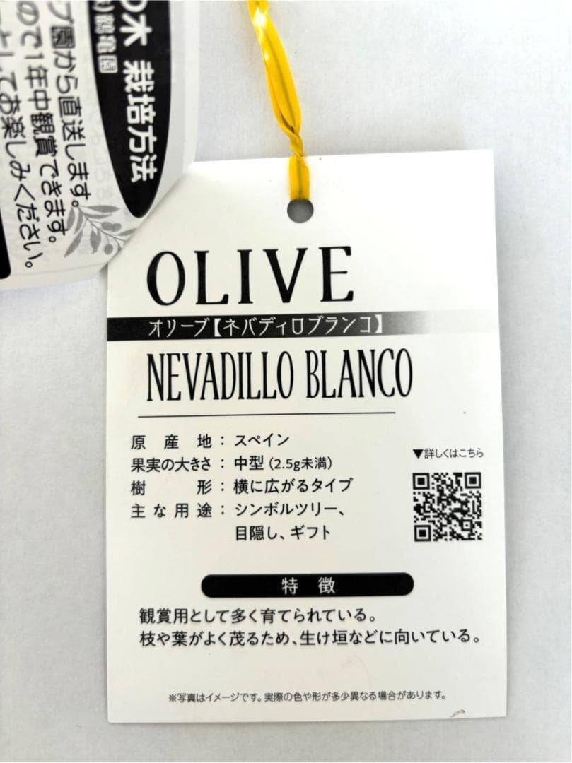 オリーブの木　ネバディロブランコ　15号　約150cm　NO.1804 古木