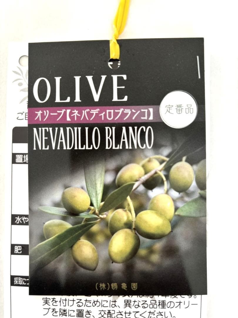 オリーブの木　ネバディロブランコ　15号　約150cm　NO.1804 古木