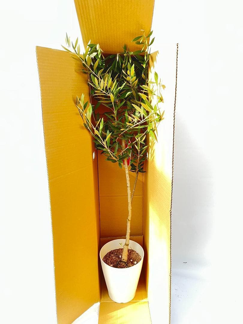 オリーブの木　ネバディロブランコ　15号　約150cm　NO.1804 古木