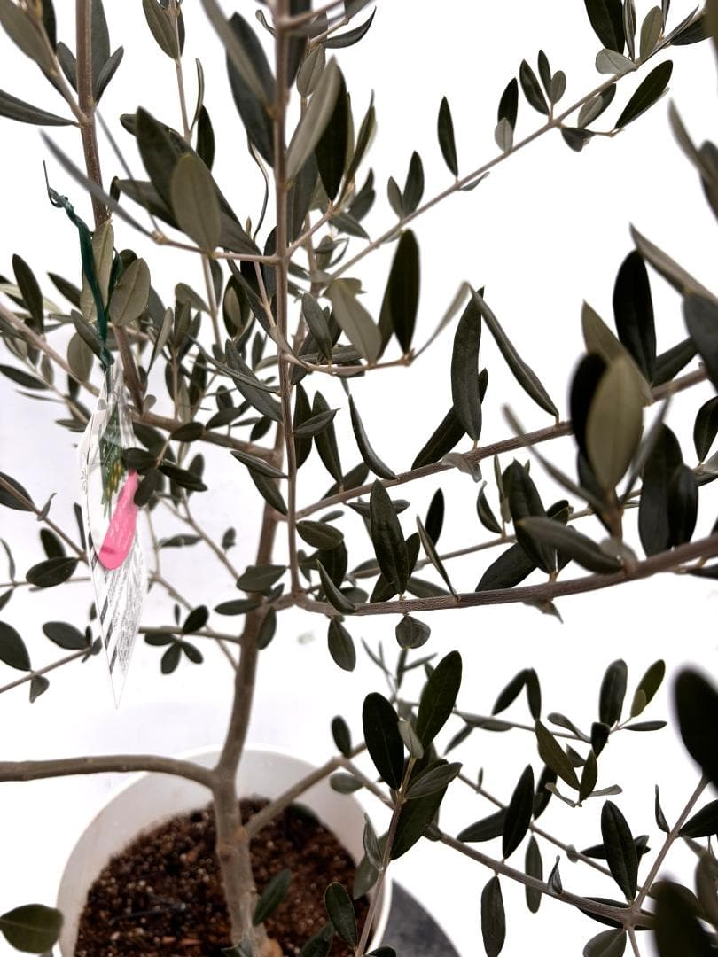 オリーブの木 アレクーゾ 7号 約100cm K-296 現品掲載 - メルカリ