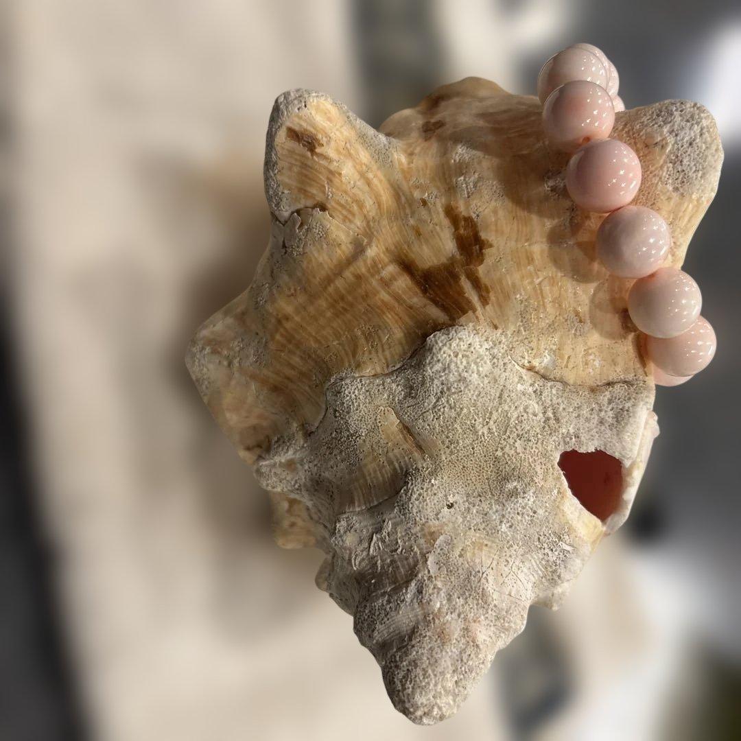 クイーンコンクシェル　２点