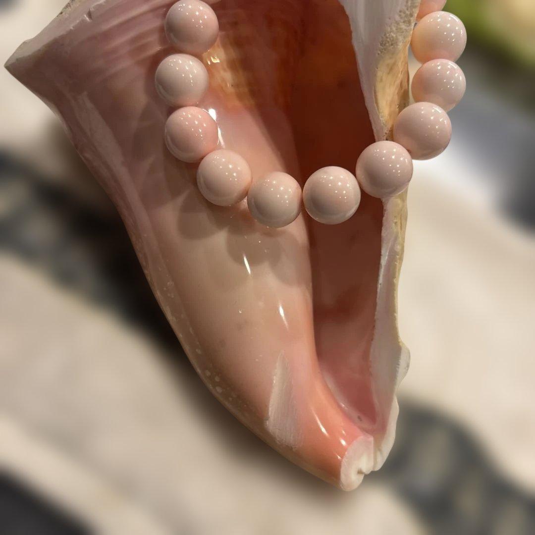 クイーンコンクシェル　２点