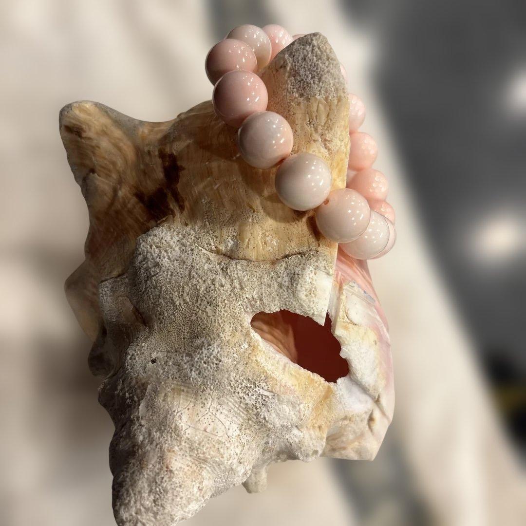 クイーンコンクシェル　２点