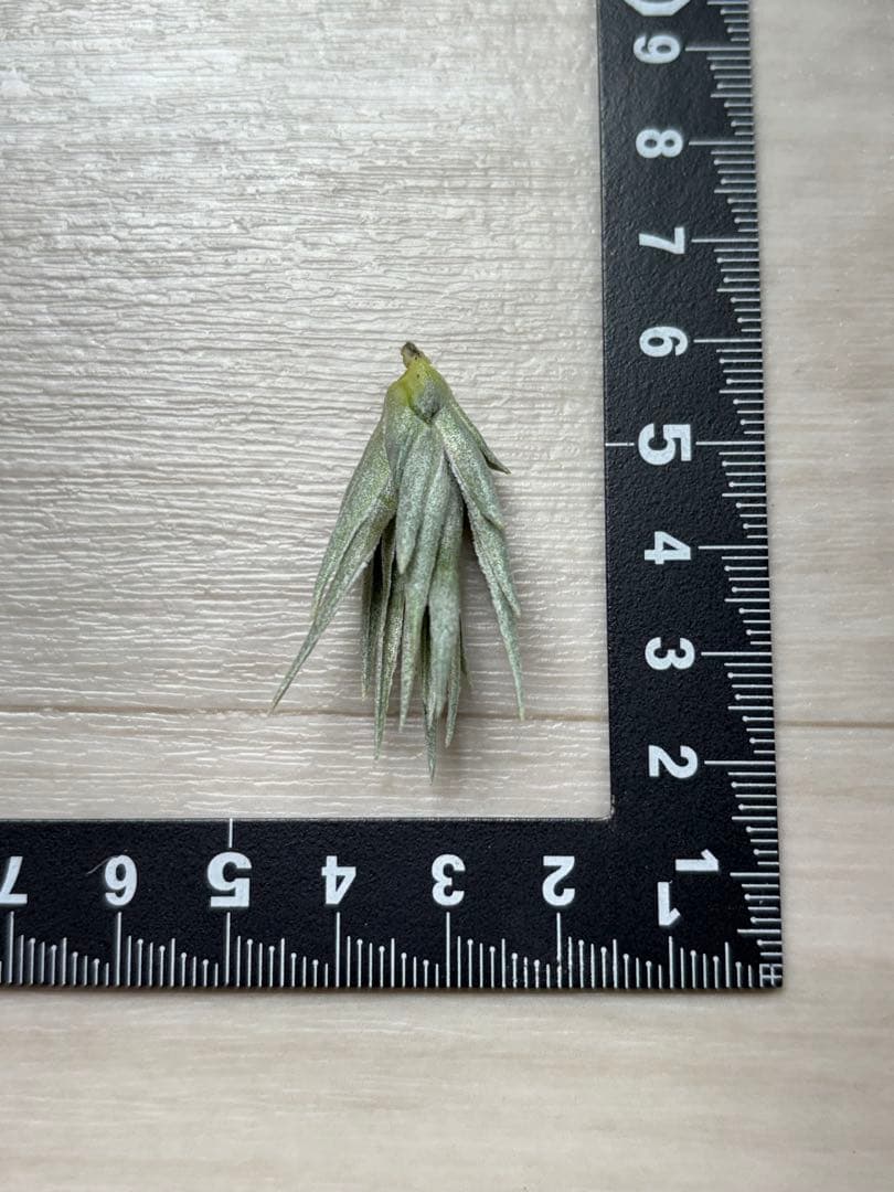 u*a様 Tillandsia.roseiflora