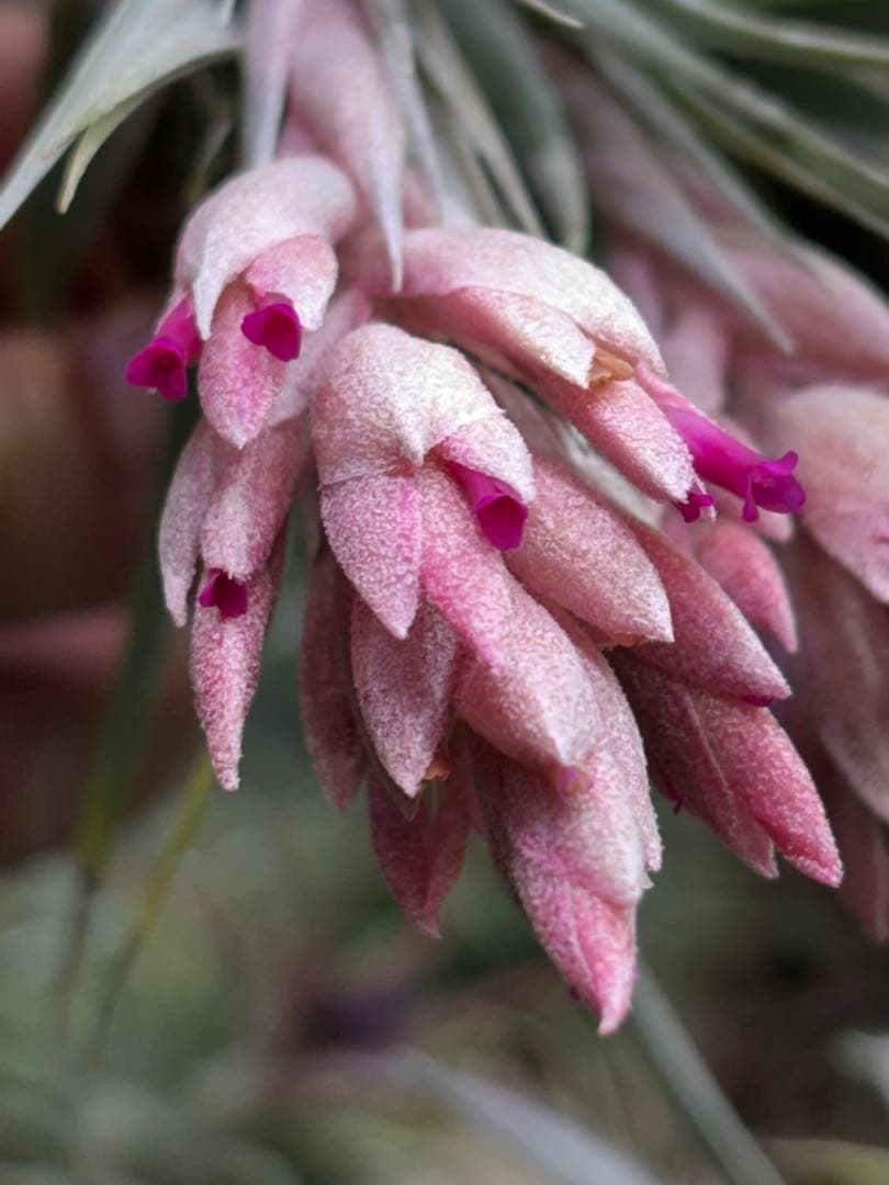u*a様 Tillandsia.roseiflora