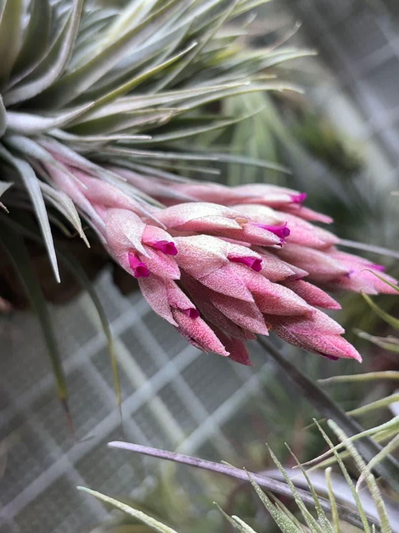 u*a様 Tillandsia.roseiflora
