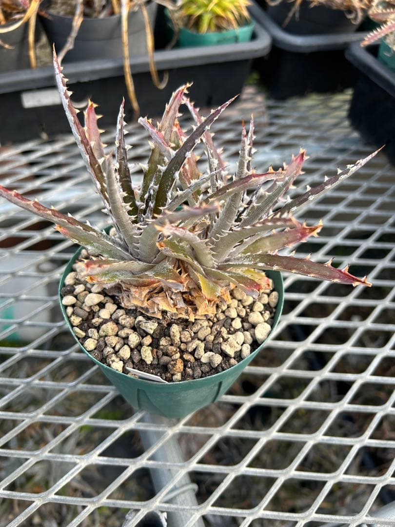 DBディッキア Dyckia Bill Baker hybrid #239 - メルカリ
