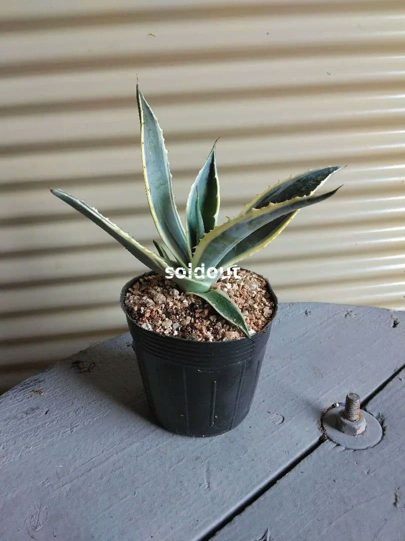 第4種抜き苗発送/アガベ＊アメリカーナ＊バリエガータ