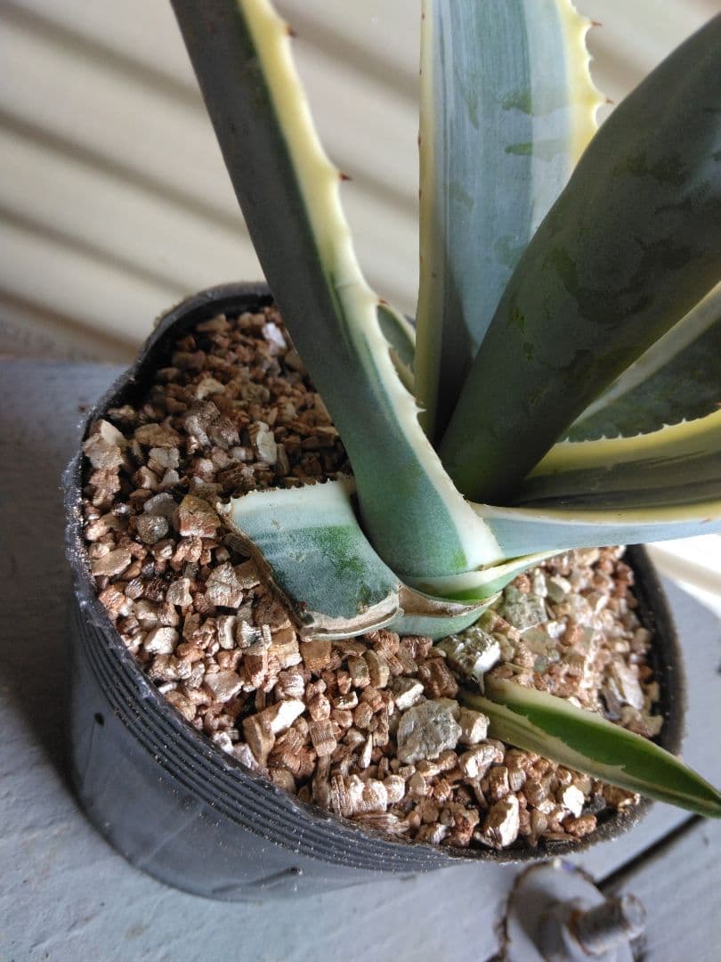 第4種抜き苗発送/アガベ＊アメリカーナ＊バリエガータ