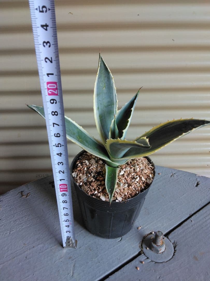 第4種抜き苗発送/アガベ＊アメリカーナ＊バリエガータ