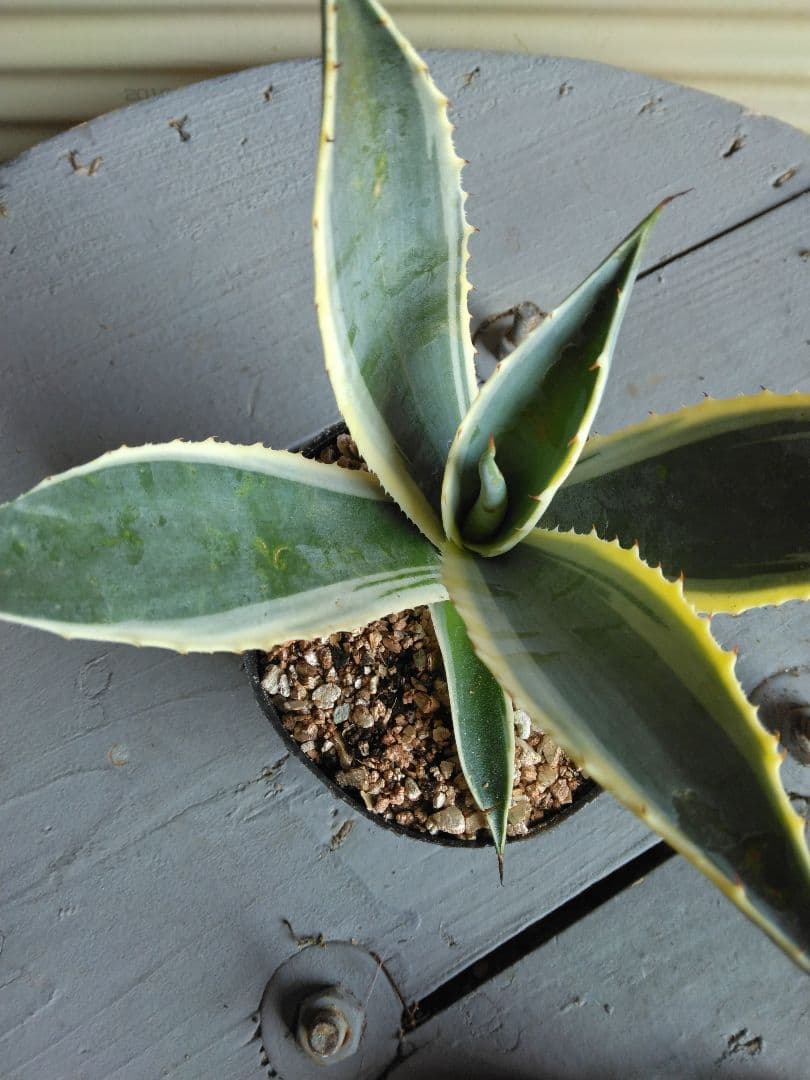 第4種抜き苗発送/アガベ＊アメリカーナ＊バリエガータ