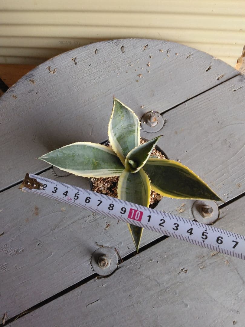 第4種抜き苗発送/アガベ＊アメリカーナ＊バリエガータ