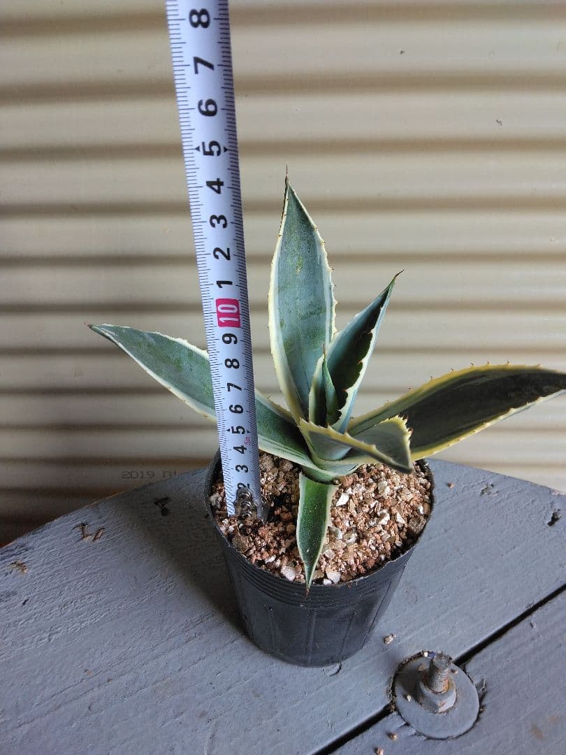 第4種抜き苗発送/アガベ＊アメリカーナ＊バリエガータ