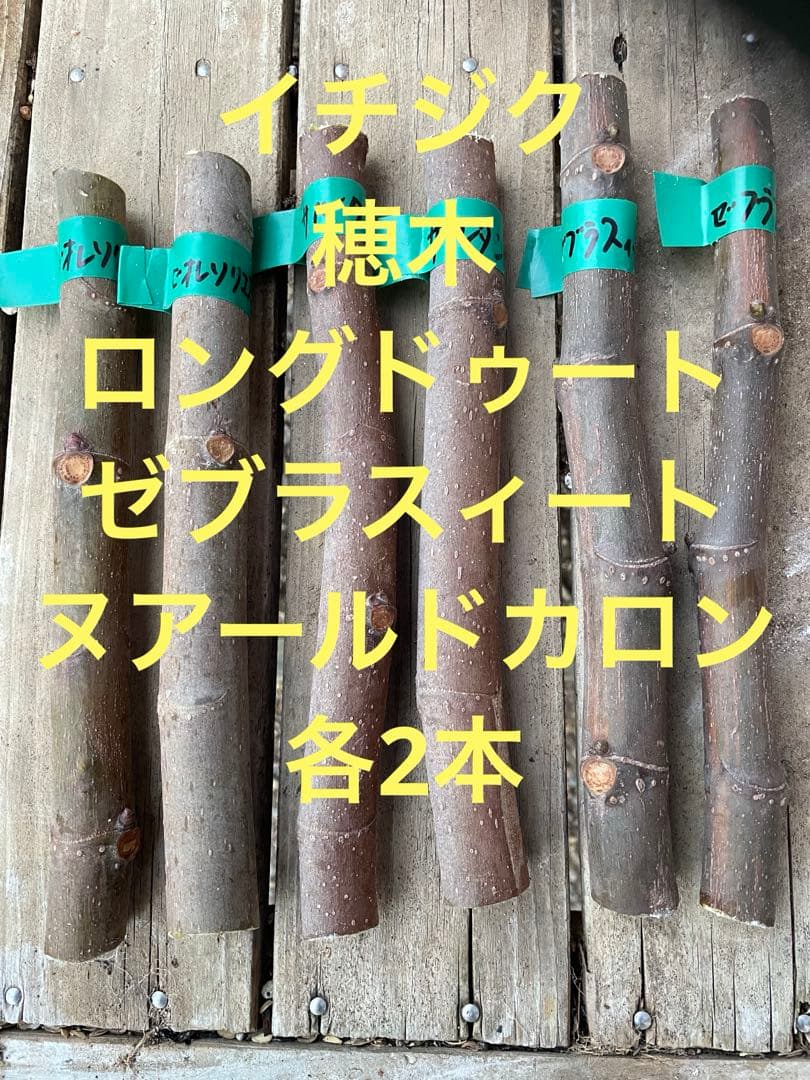 イチジク 穂木 3種各2本 - メルカリ