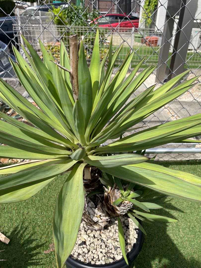 【破格】【直接取引】ユッカ・グロリオサ