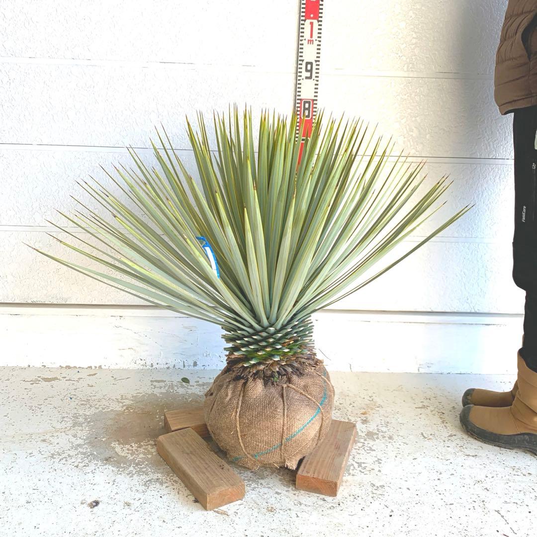 ユッカ　ロストラータ　【耐寒性/ドライガーデン/ロックガーデン 】27