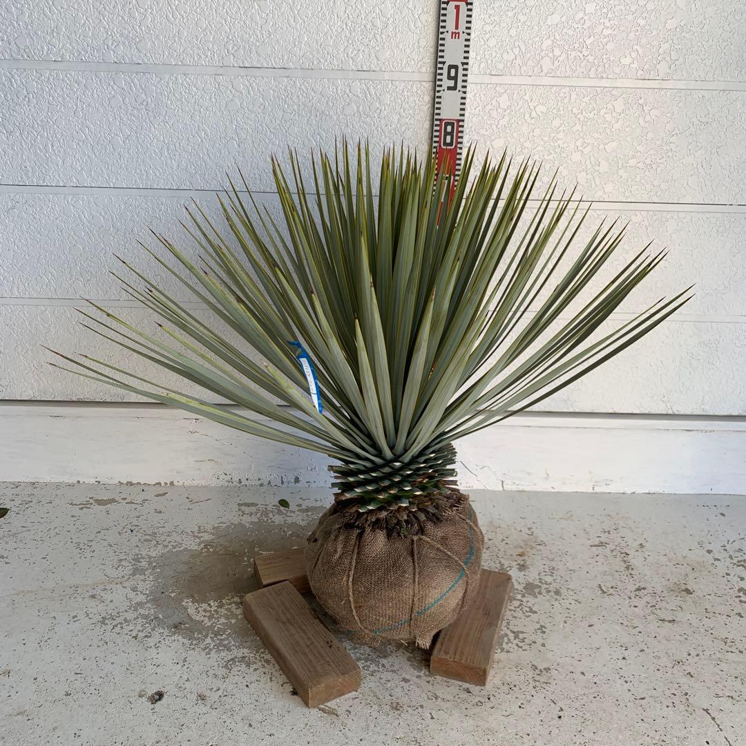 ユッカ　ロストラータ　【耐寒性/ドライガーデン/ロックガーデン 】27