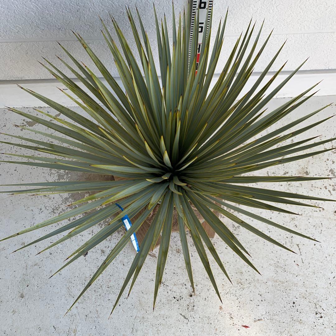 ユッカ　ロストラータ　【耐寒性/ドライガーデン/ロックガーデン 】27