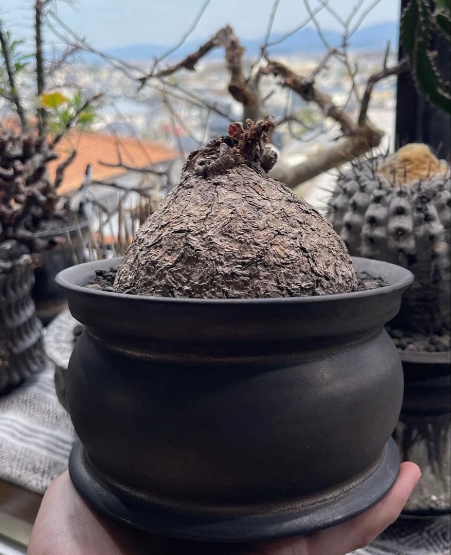 ペラルゴニウム トリステ・チレコドン ペアルソニー 現地球