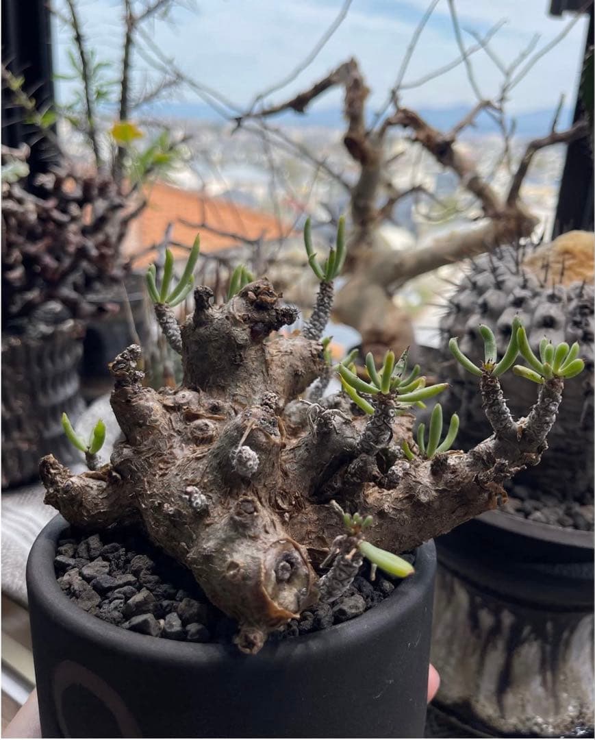 ペラルゴニウム トリステ・チレコドン ペアルソニー 現地球