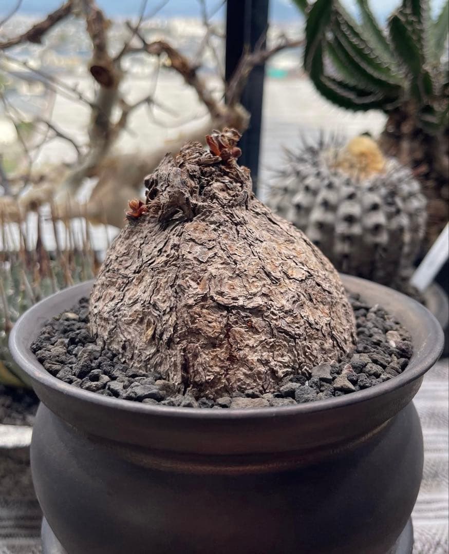 ペラルゴニウム トリステ・チレコドン ペアルソニー 現地球