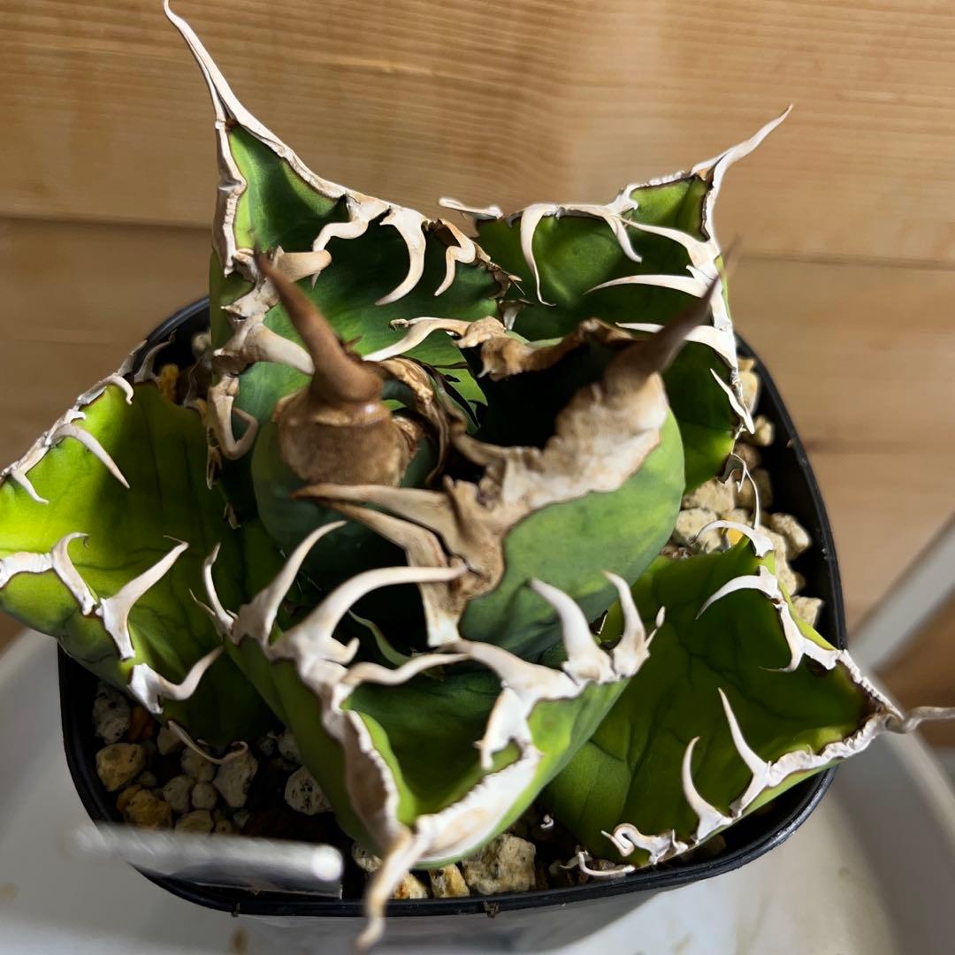 cactus greenスーパーチタノタ子株多数付きタグ付　現品鉢ごと　悪魔くん