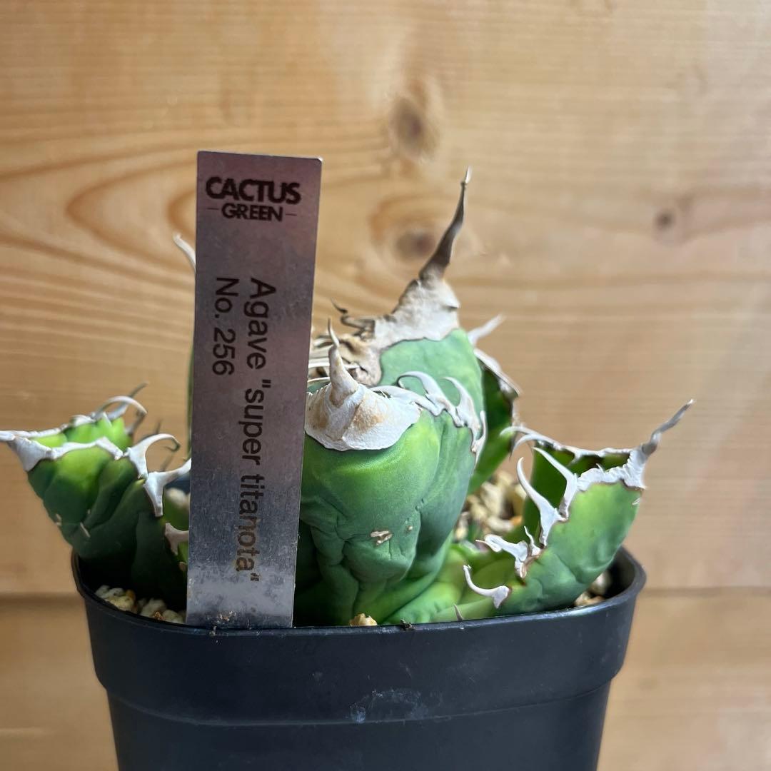 cactus greenスーパーチタノタ子株多数付きタグ付　現品鉢ごと　悪魔くん