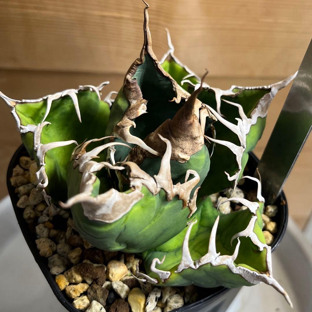 cactus greenスーパーチタノタ子株多数付きタグ付　現品鉢ごと　悪魔くん