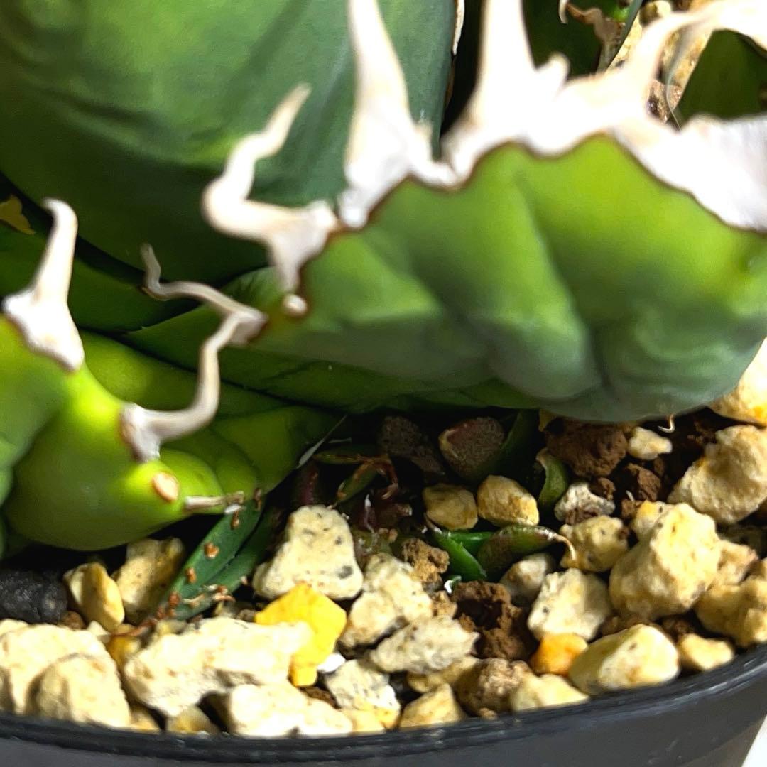 cactus greenスーパーチタノタ子株多数付きタグ付　現品鉢ごと　悪魔くん