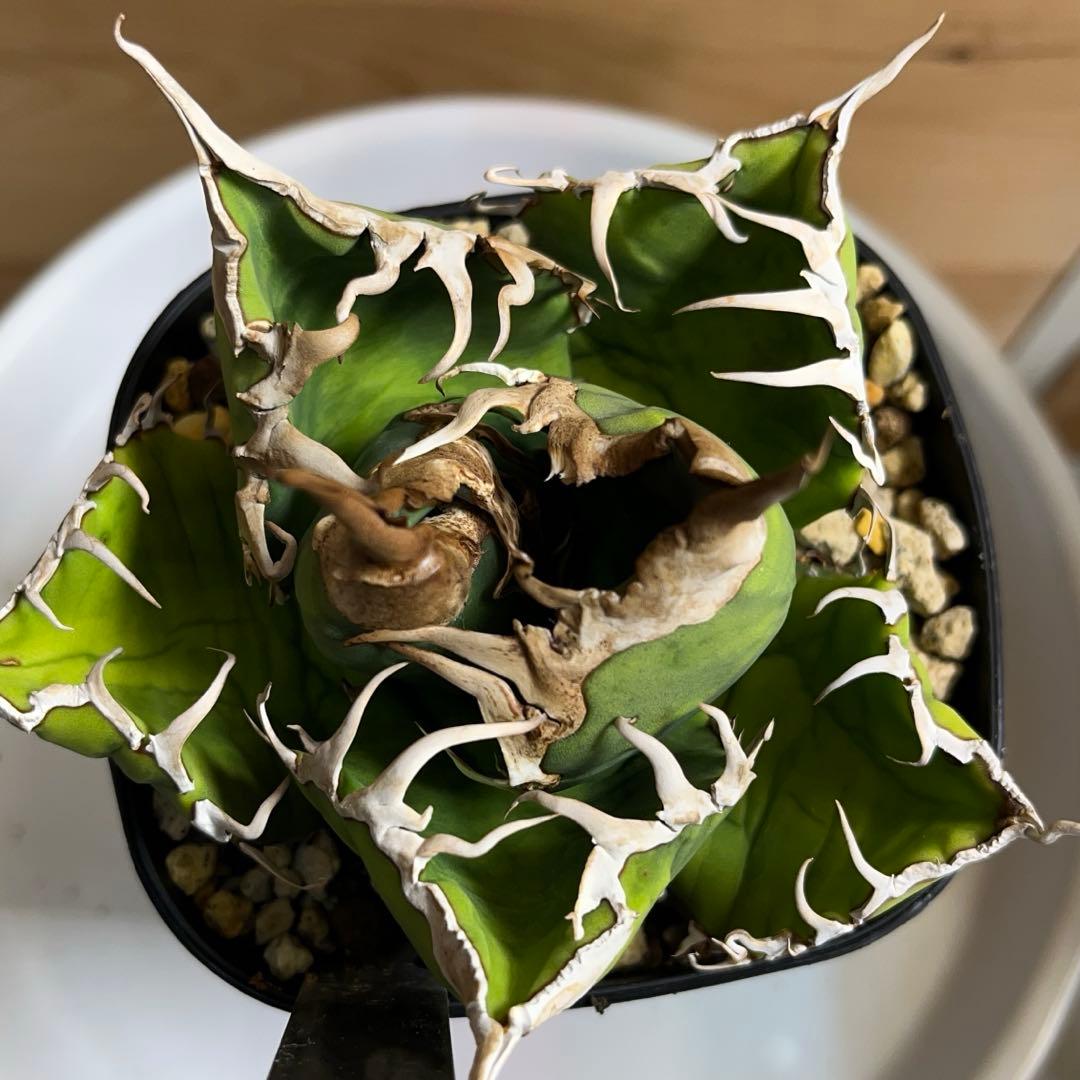 cactus greenスーパーチタノタ子株多数付きタグ付　現品鉢ごと　悪魔くん