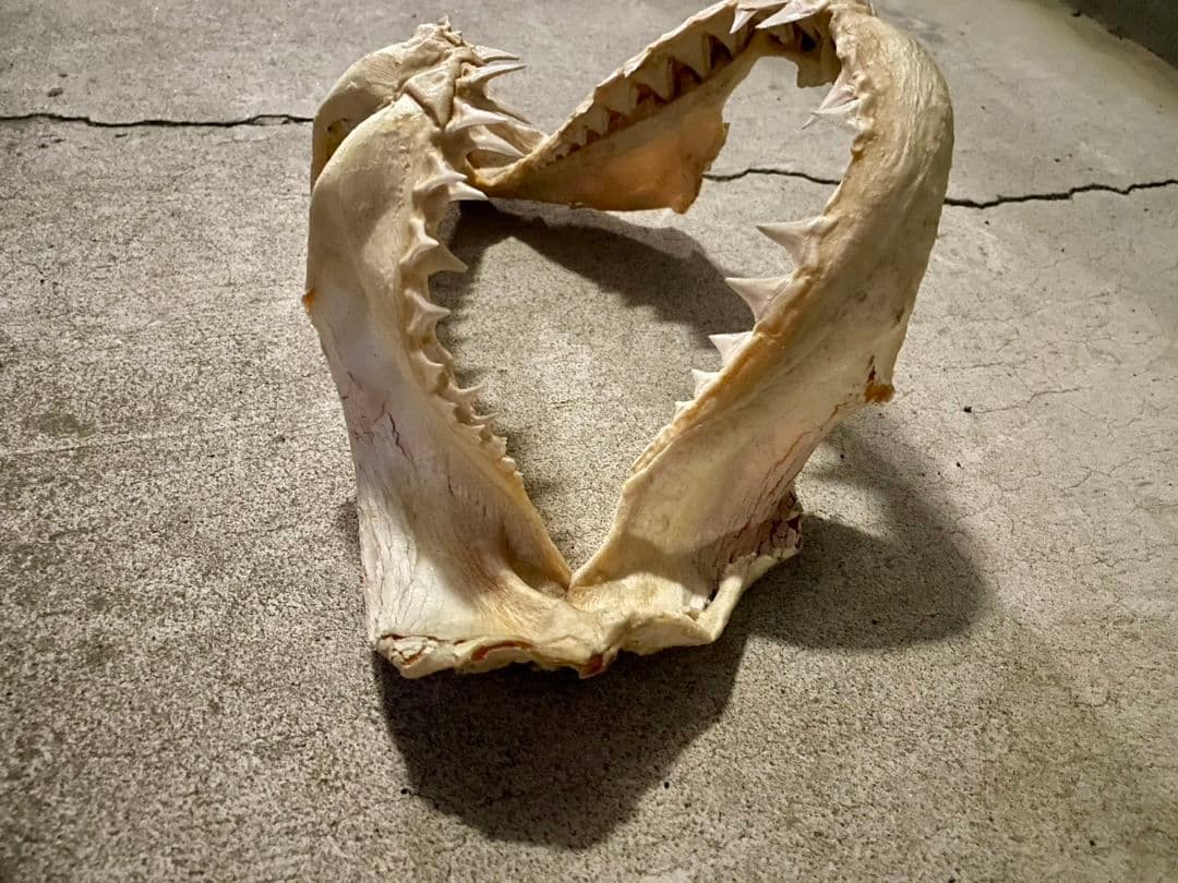 ホホジロザメ顎 骨格標本 ホホジロザメ サメの歯 - メルカリ