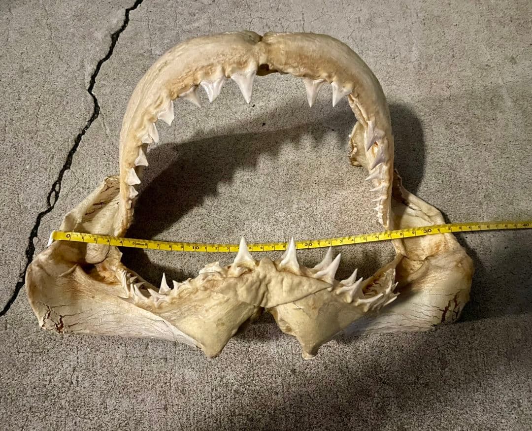 ホホジロザメ顎 骨格標本 ホホジロザメ サメの歯 - メルカリ