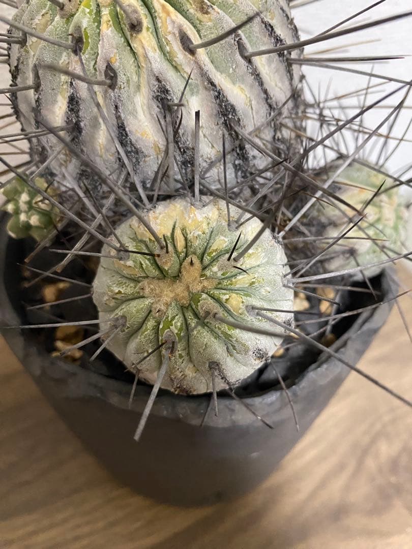 黒士冠　現地球　激ヤバ　群生　コレクション株　デアルバータ