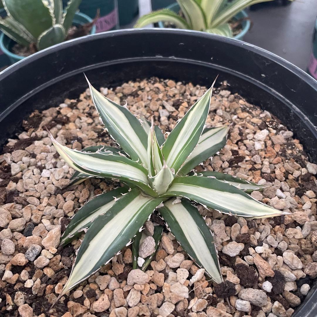 多肉植物アガベ チタノタ　ホリダ 白中斑