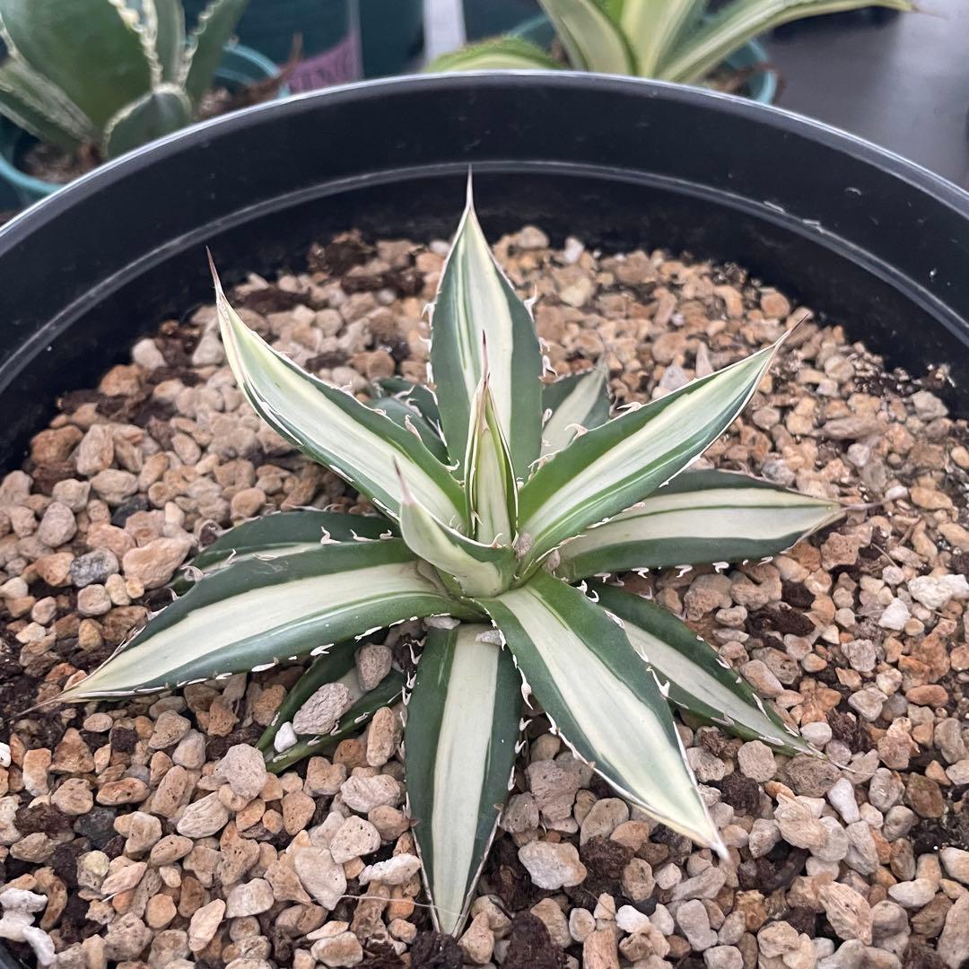 多肉植物アガベ チタノタ　ホリダ 白中斑