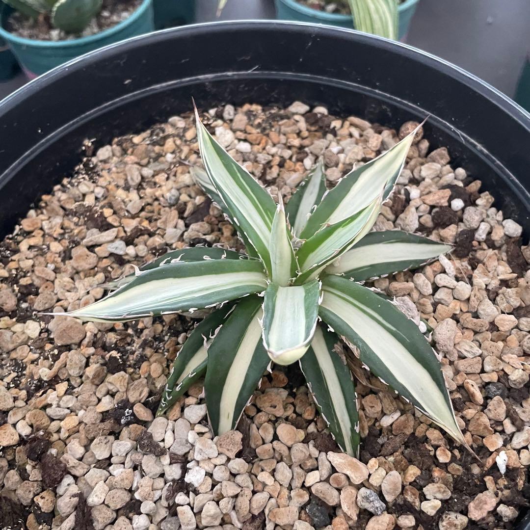 多肉植物アガベ チタノタ　ホリダ 白中斑