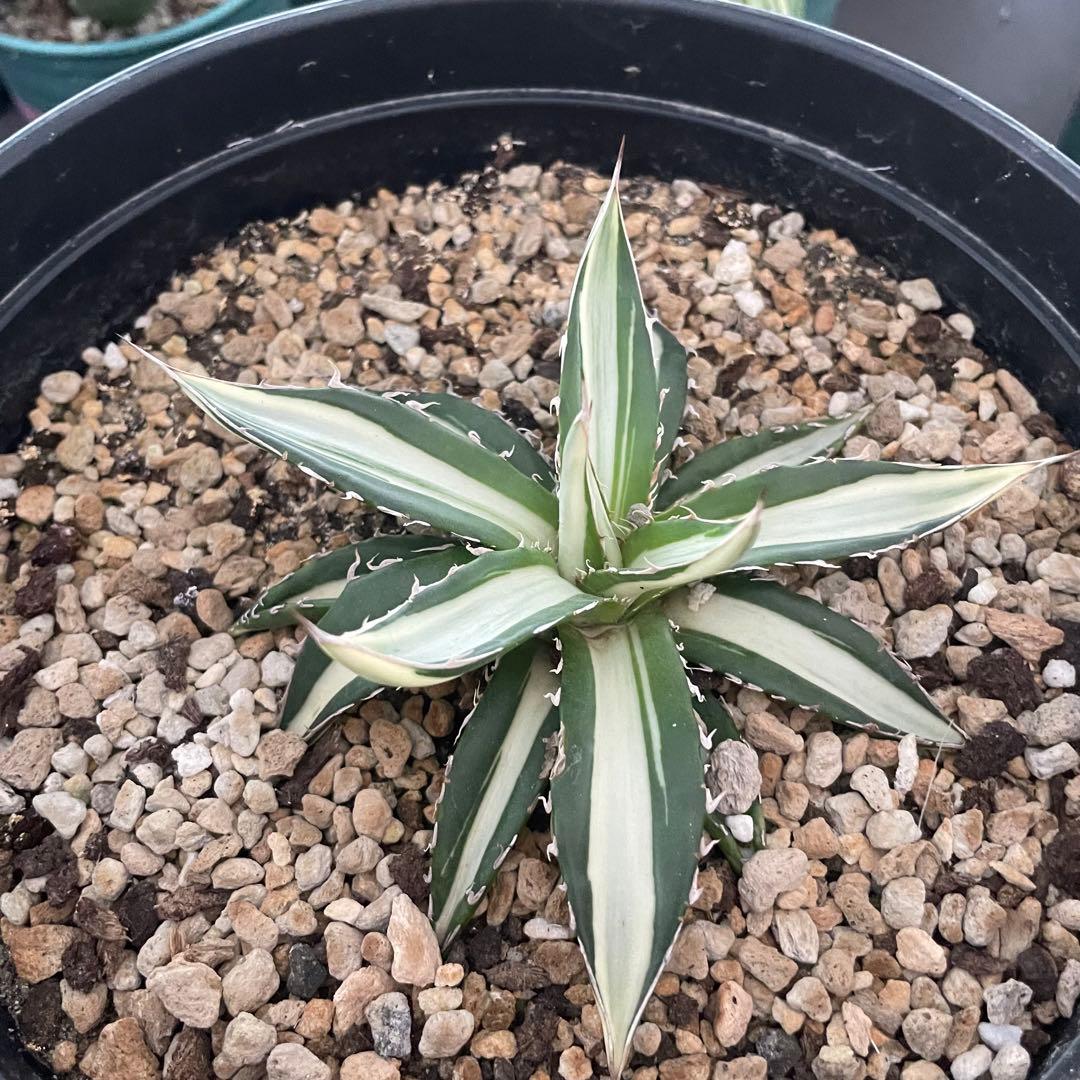 多肉植物アガベ チタノタ　ホリダ 白中斑