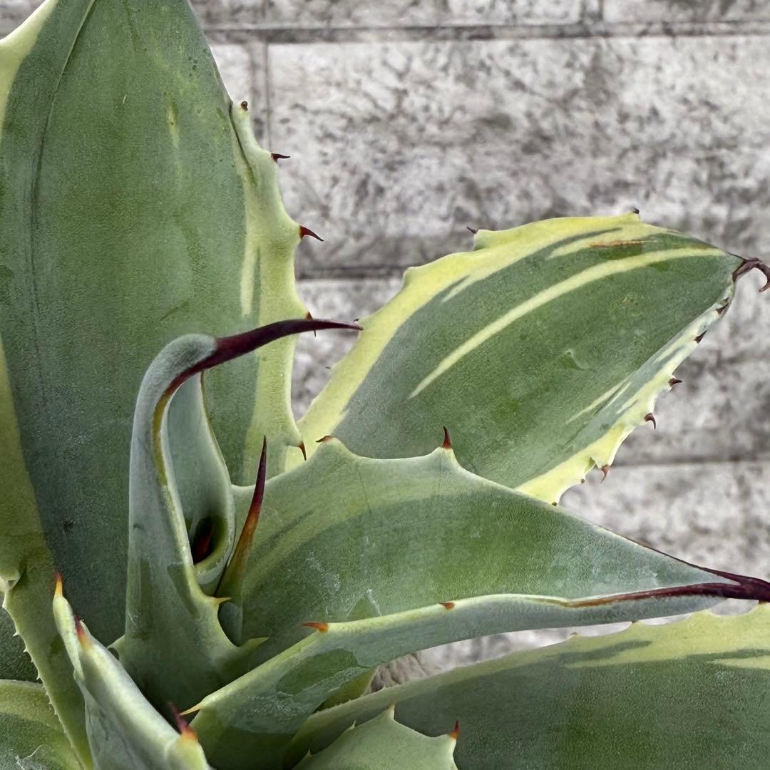 Y*u様 【アガベ オバティフォリア“オルカ”】地植え/-18℃まで/極上　L2