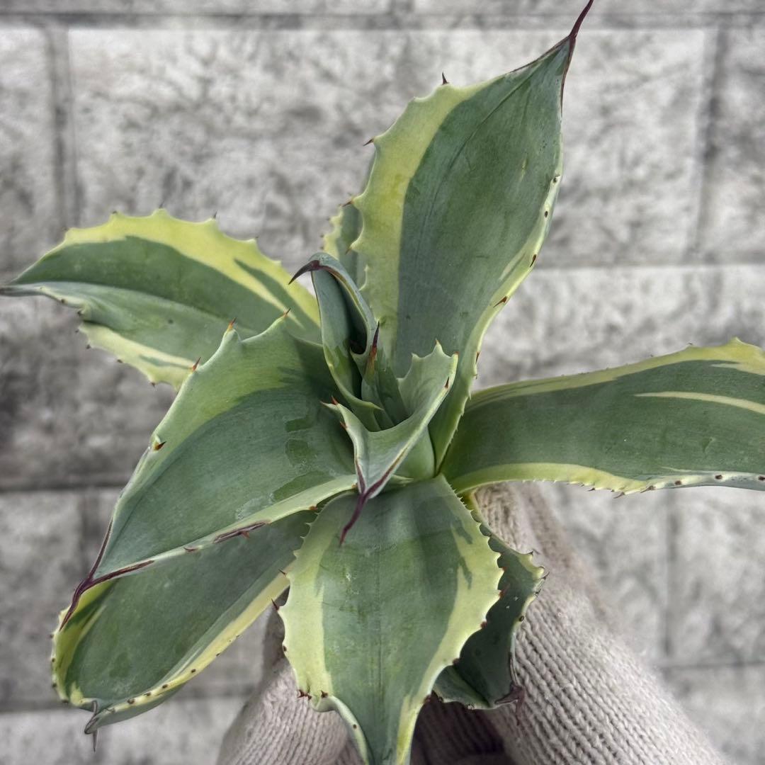 Y*u様 【アガベ オバティフォリア“オルカ”】地植え/-18℃まで/極上　L2