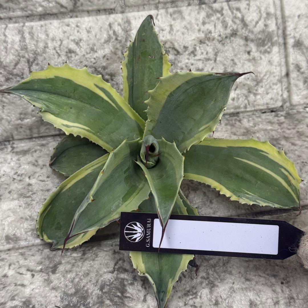 Y*u様 【アガベ オバティフォリア“オルカ”】地植え/-18℃まで/極上　L2