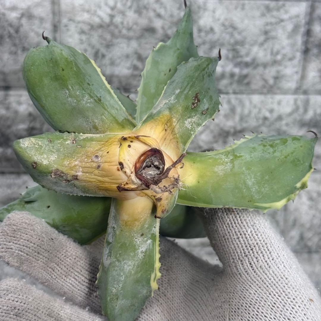 Y*u様 【アガベ オバティフォリア“オルカ”】地植え/-18℃まで/極上　L2