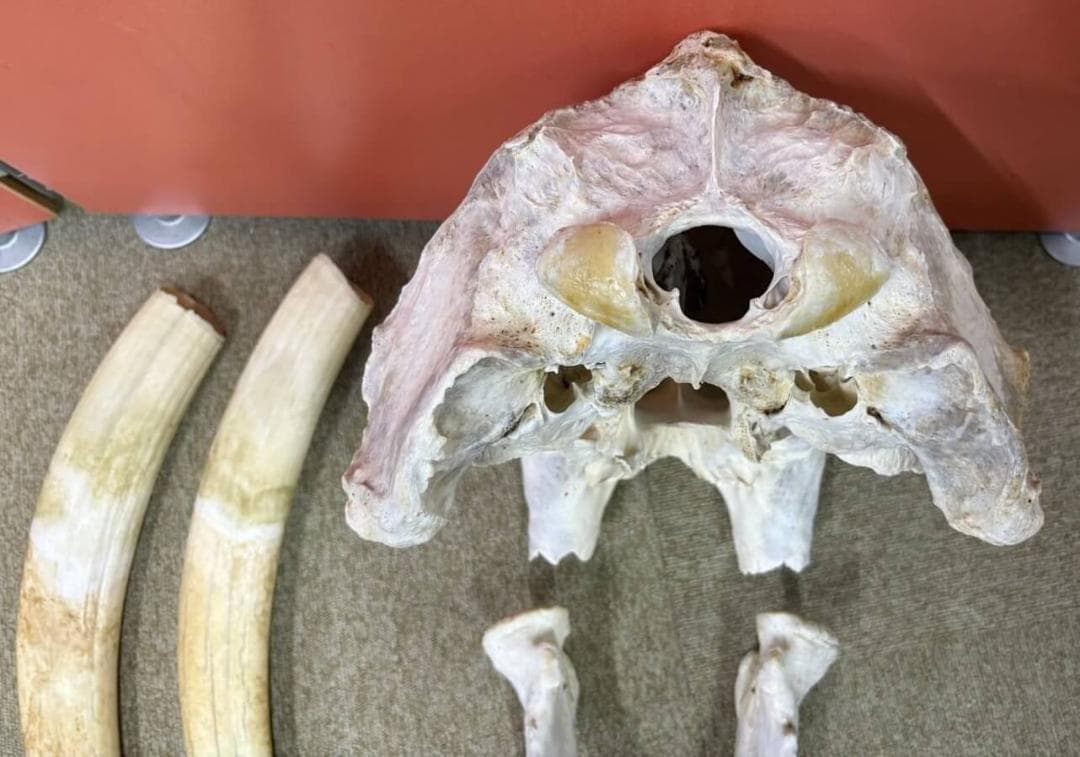 高品質　セイウチ（Walrus）頭骨 ♂ 　※ CITESコピー付