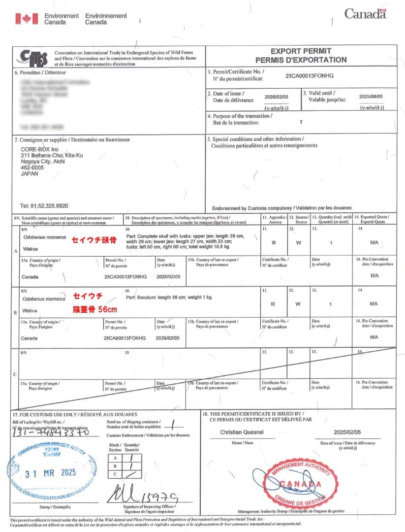 高品質　セイウチ（Walrus）頭骨 ♂ 　※ CITESコピー付