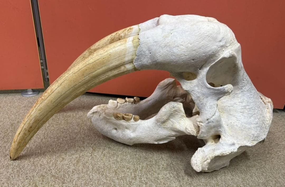 高品質　セイウチ（Walrus）頭骨 ♂ 　※ CITESコピー付