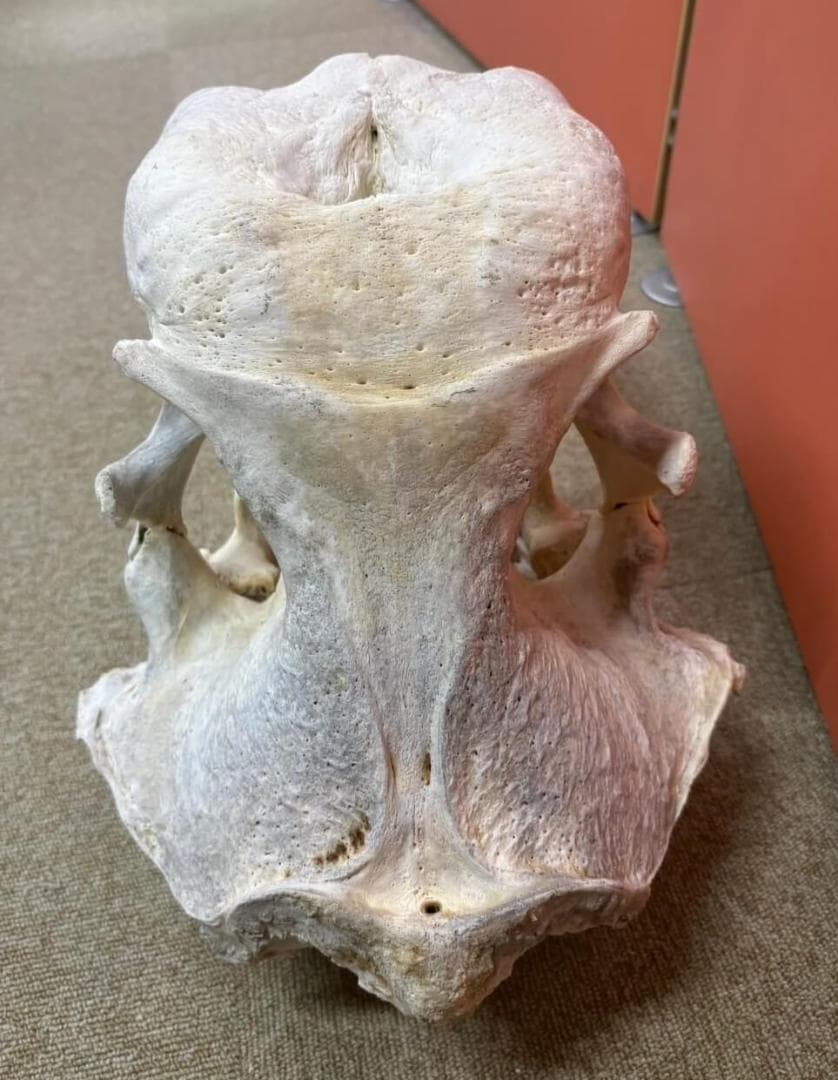 高品質　セイウチ（Walrus）頭骨 ♂ 　※ CITESコピー付