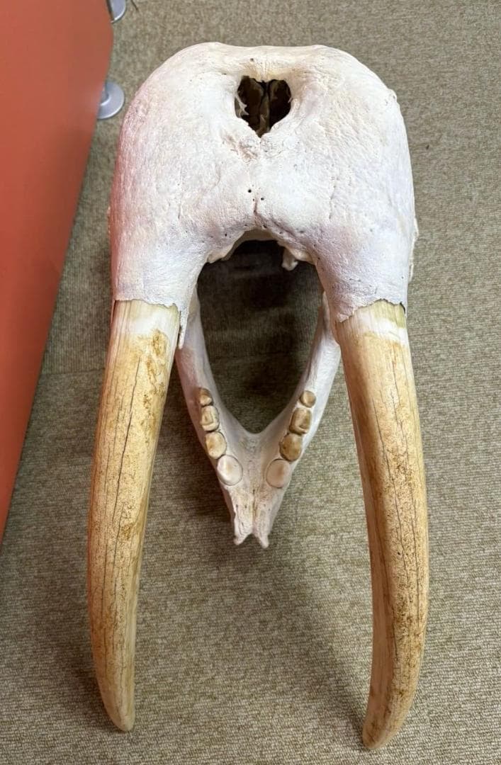 高品質　セイウチ（Walrus）頭骨 ♂ 　※ CITESコピー付